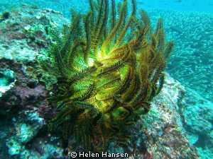 plant by Helen Hansen 